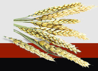 俄罗斯专享会294·VIP(中国区)官方网站