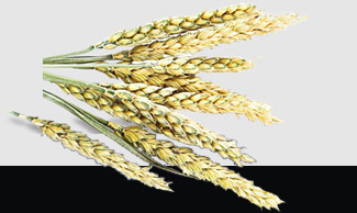 俄罗斯专享会294·VIP(中国区)官方网站