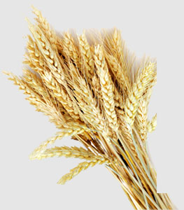 俄罗斯专享会294·VIP(中国区)官方网站